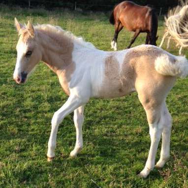 Lemon and white partbred filly